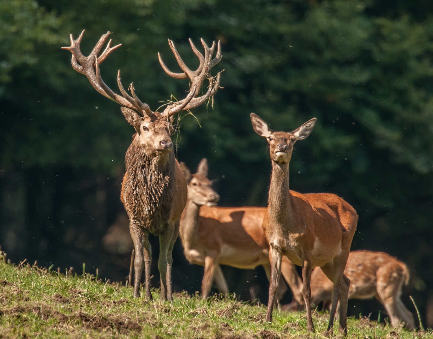 Familie Rotwild