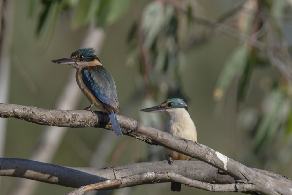 Familie Sacred Kingfisher