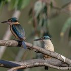 Familie Sacred Kingfisher