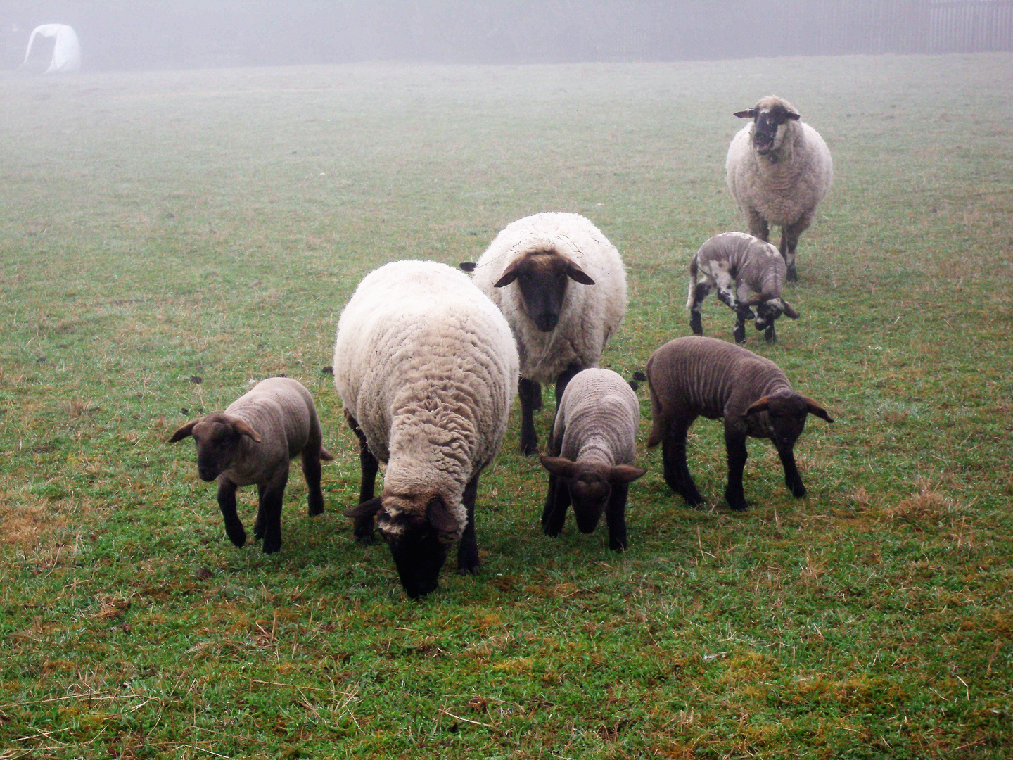 Familie Schaf (2)