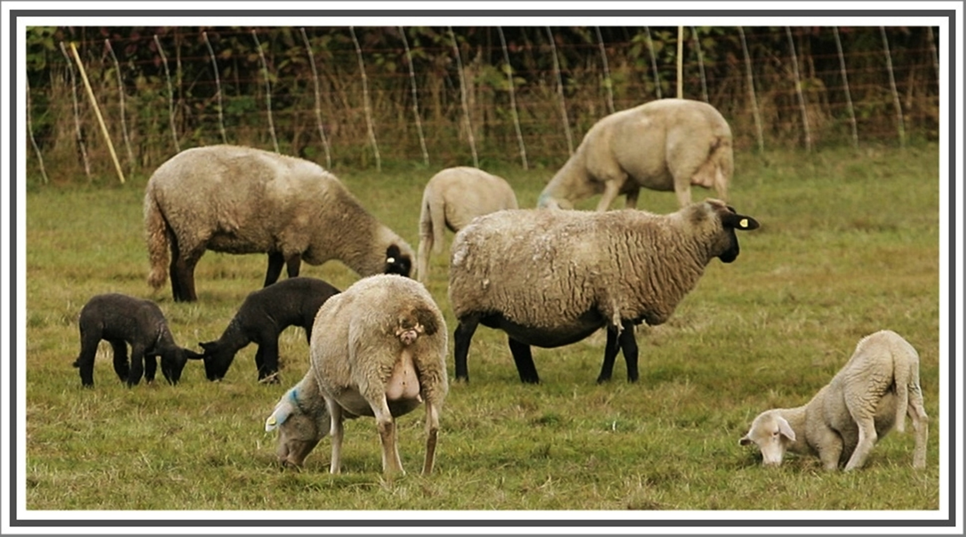 Familie Schaf