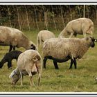 Familie Schaf