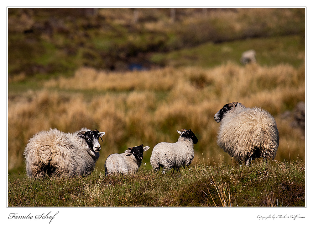 Familie Schaf