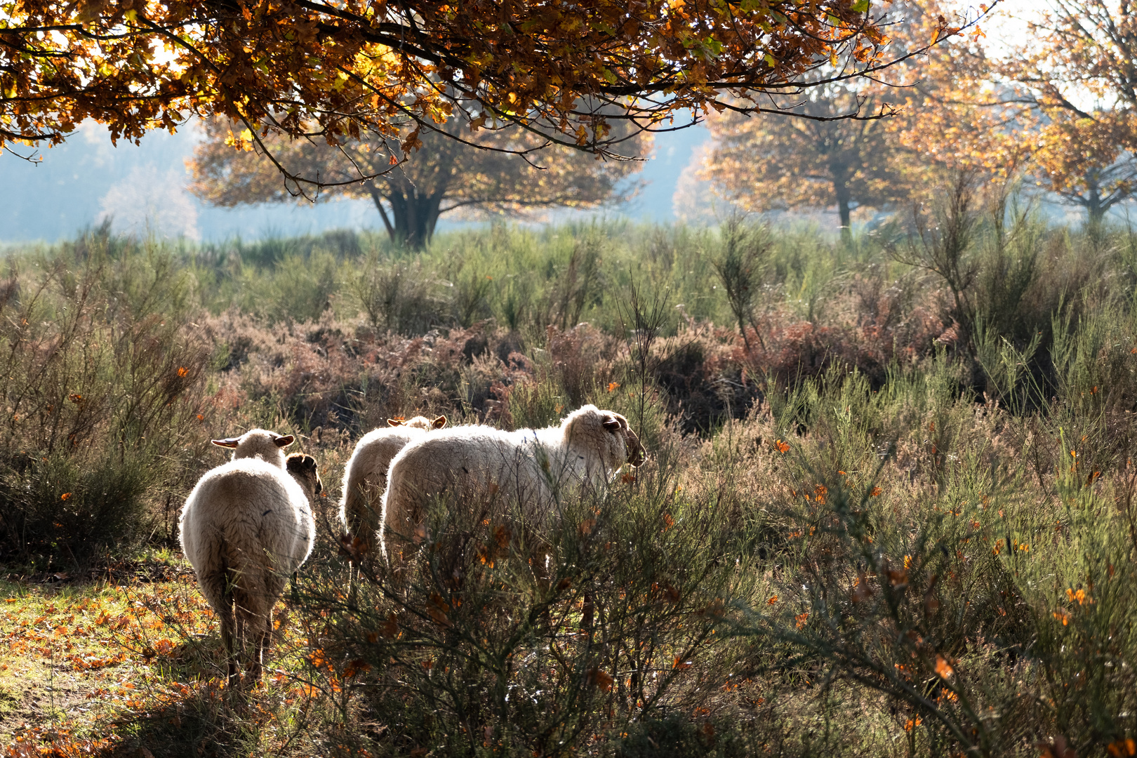 Familie Schaf beim Morgenspaziergang