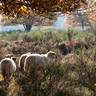 Familie Schaf beim Morgenspaziergang