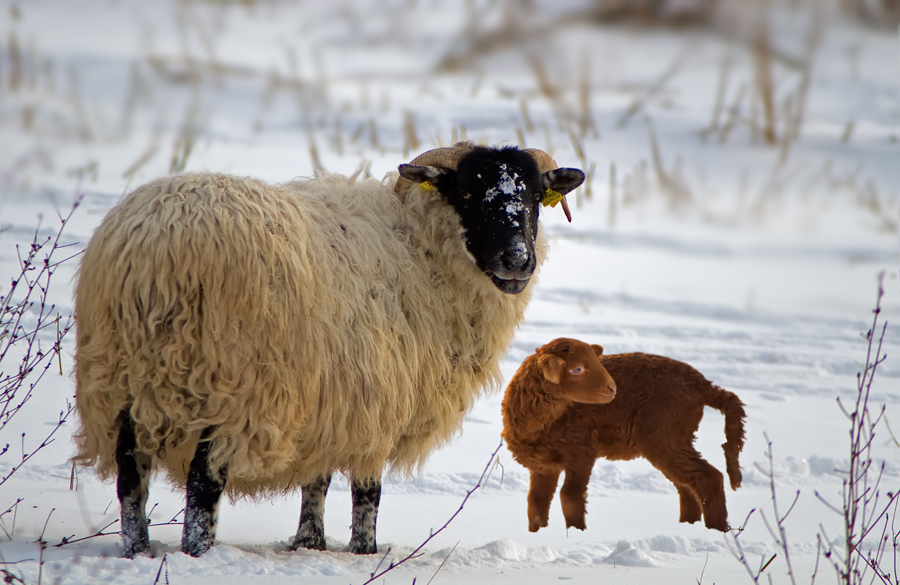 Familie Schaf im Winter