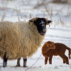 Familie Schaf im Winter