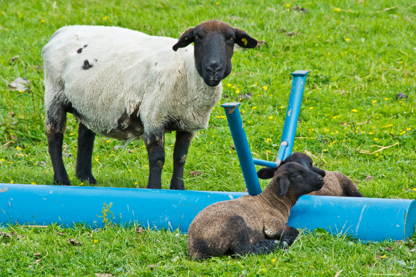 Familie Schaf von der Hallig Hooge