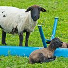 Familie Schaf von der Hallig Hooge