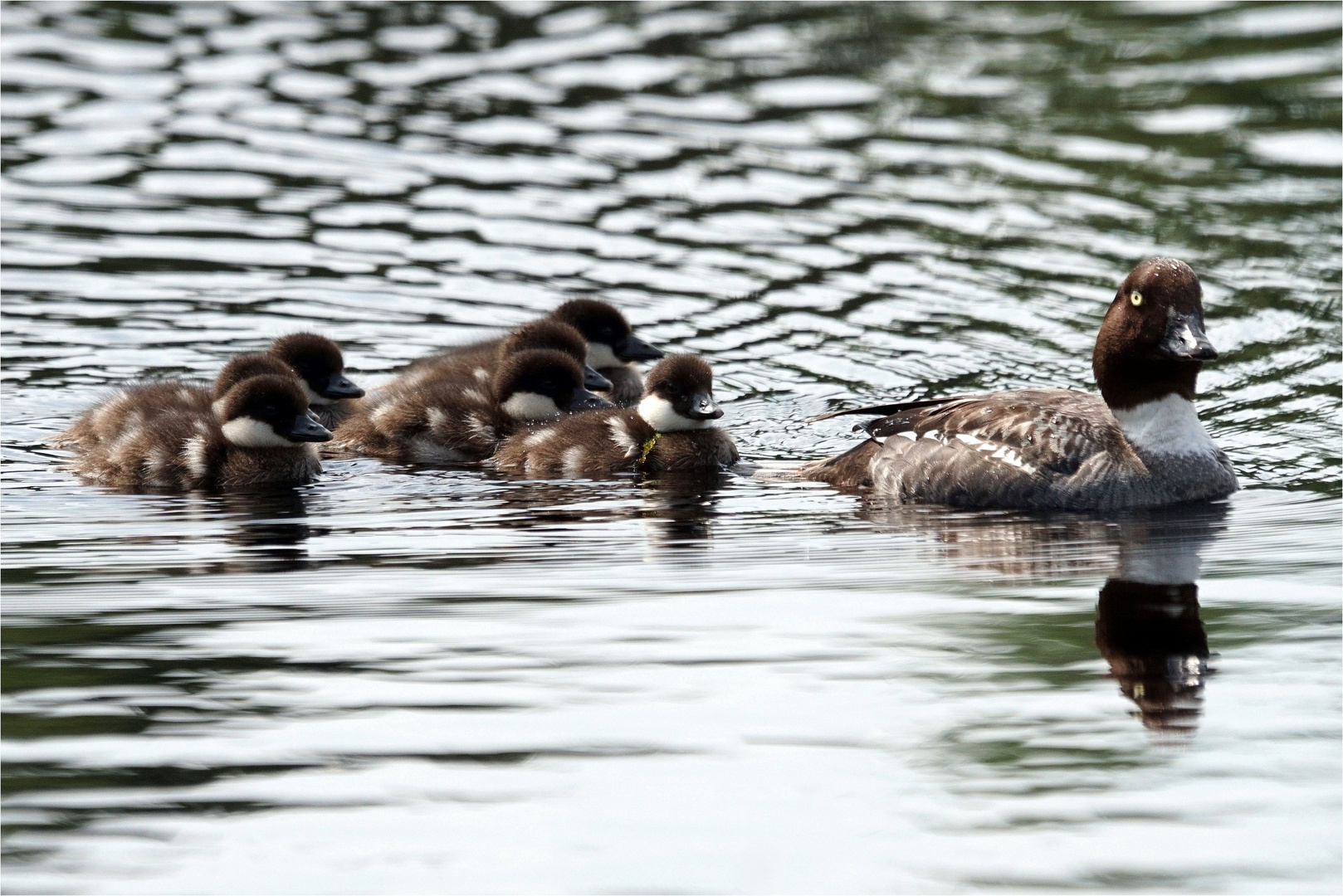 Familie Schellente