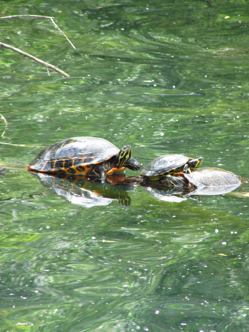 Familie Schildkröte beim Sonnenbaden