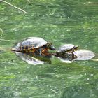 Familie Schildkröte beim Sonnenbaden