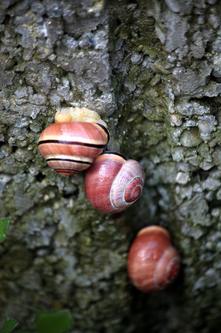 Familie Schneck im Steingarten