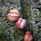 Familie Schneck im Steingarten