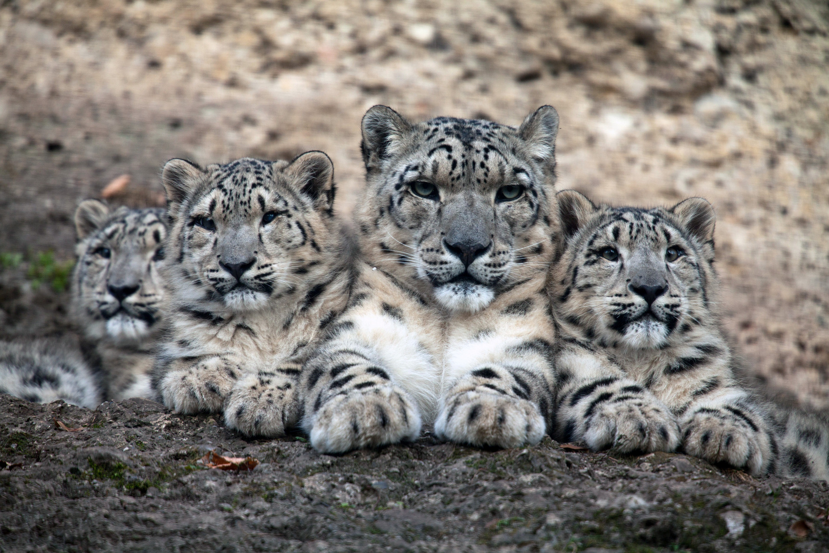 FAMILIE SCHNEELEOPARD