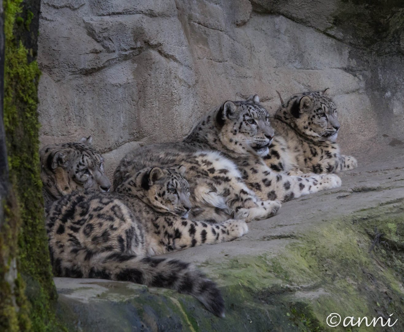 Familie Schneeleopard