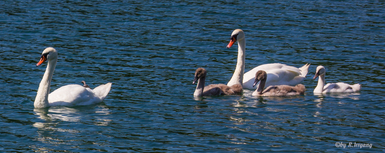 Familie Schwaan