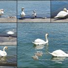 Familie Schwan