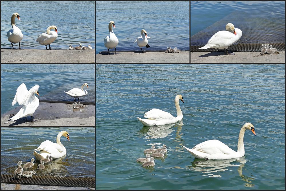 Familie Schwan