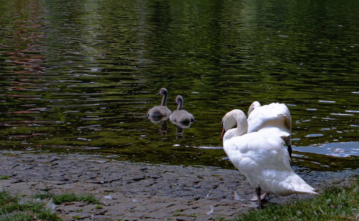 Familie Schwan 0858