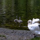 Familie Schwan 0858