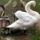 Familie Schwan