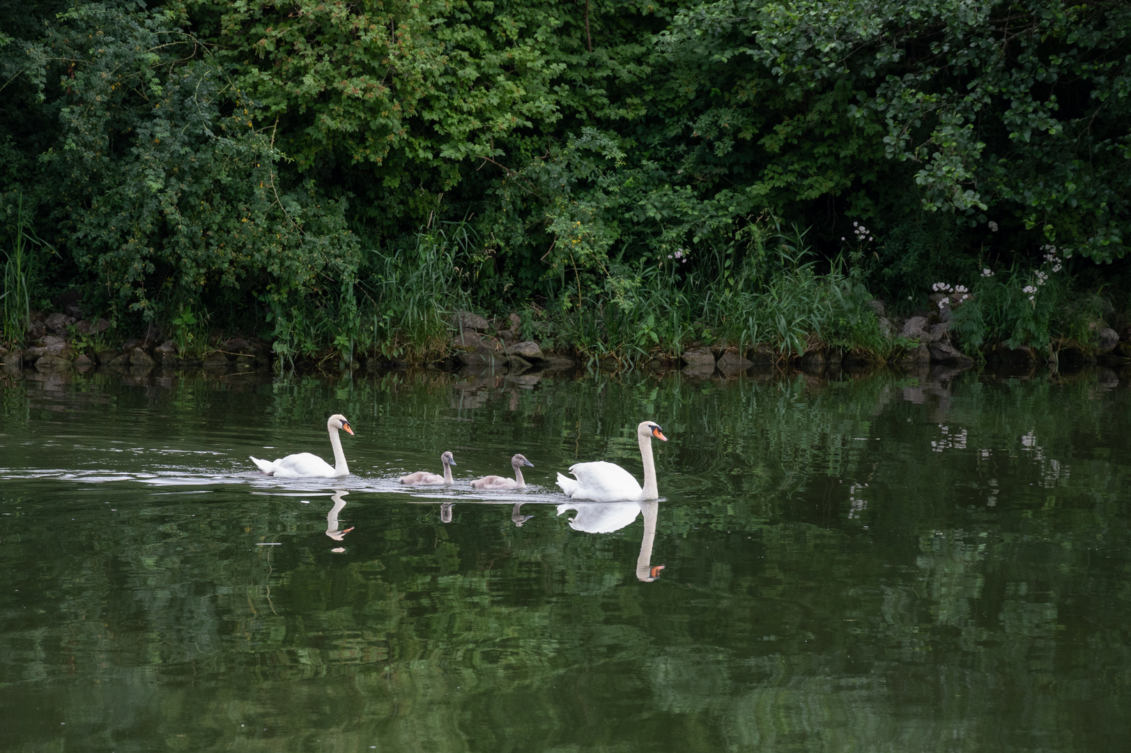 Familie Schwan