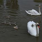 Familie Schwan