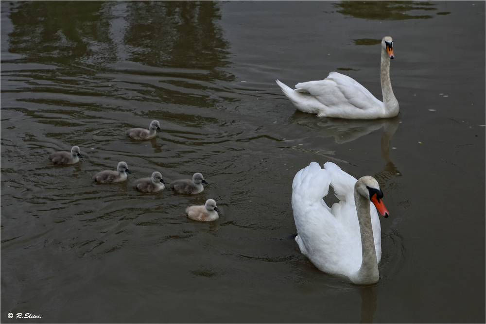 Familie Schwan