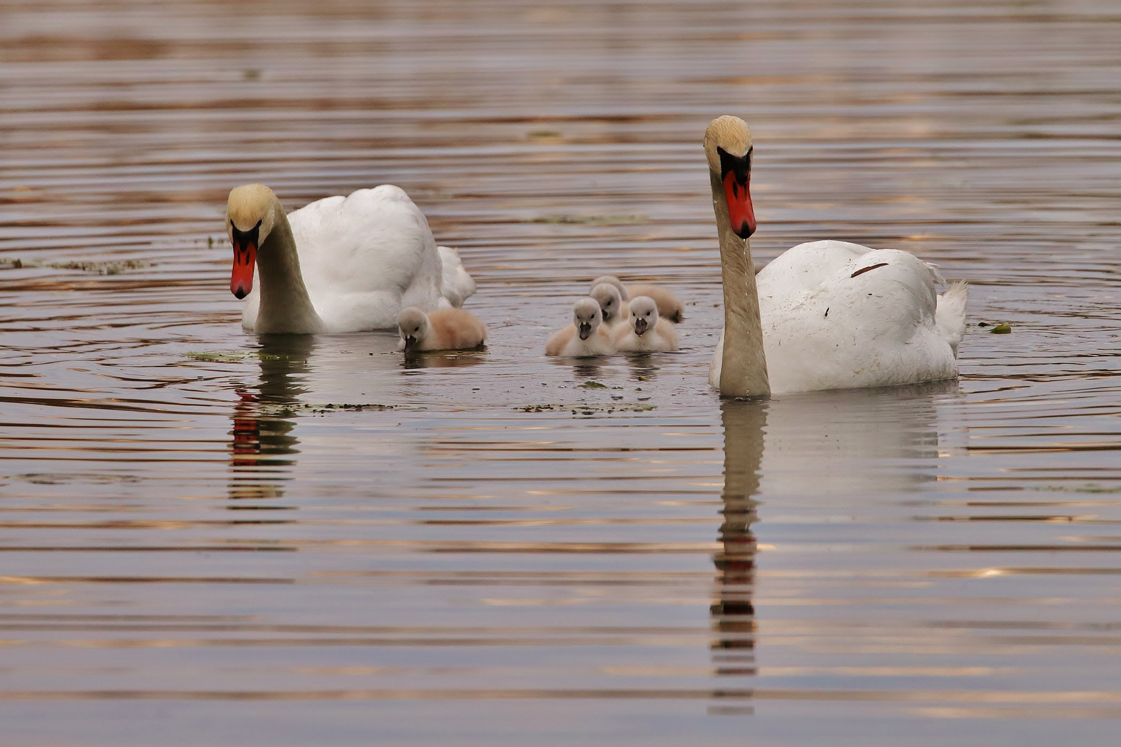 Familie Schwan