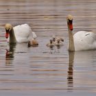 Familie Schwan