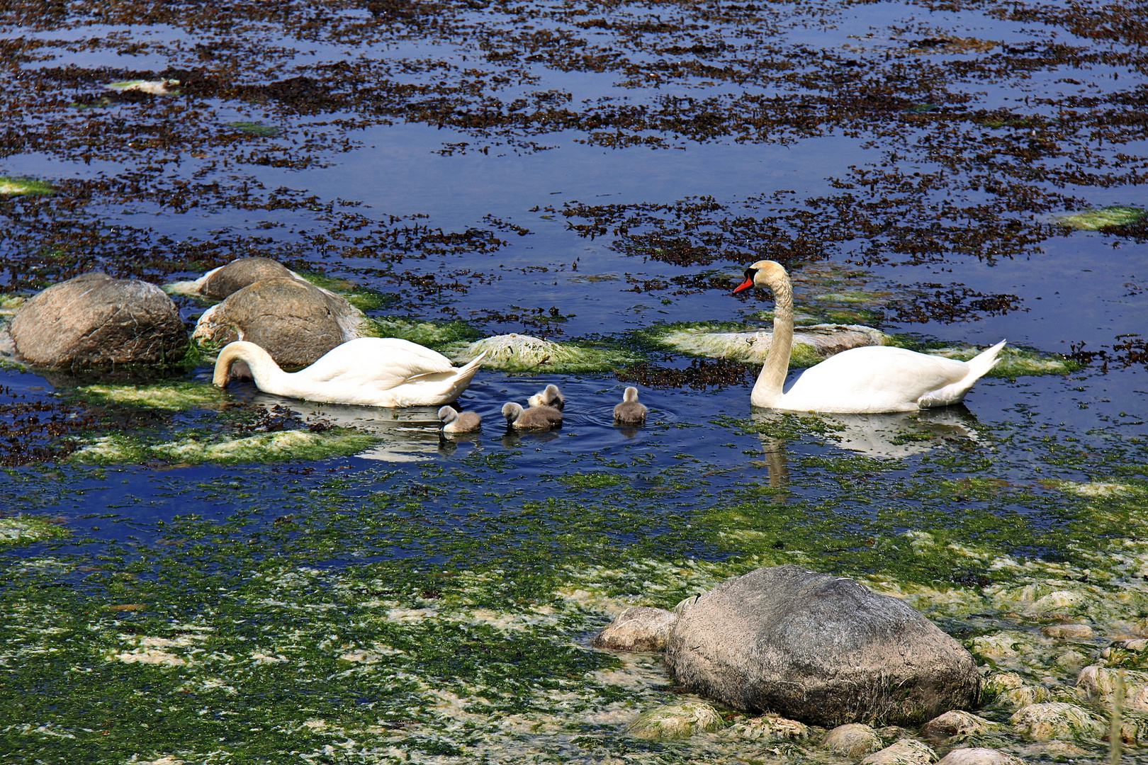 Familie Schwan (1)