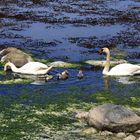 Familie Schwan (1)