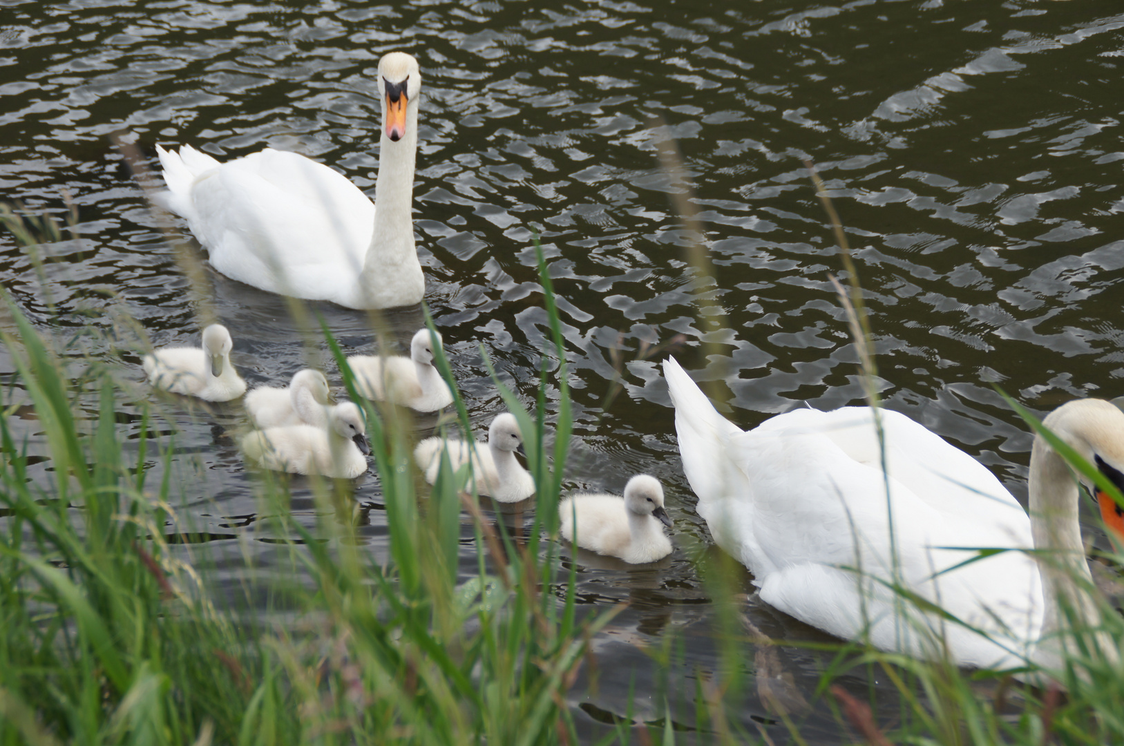 Familie Schwan