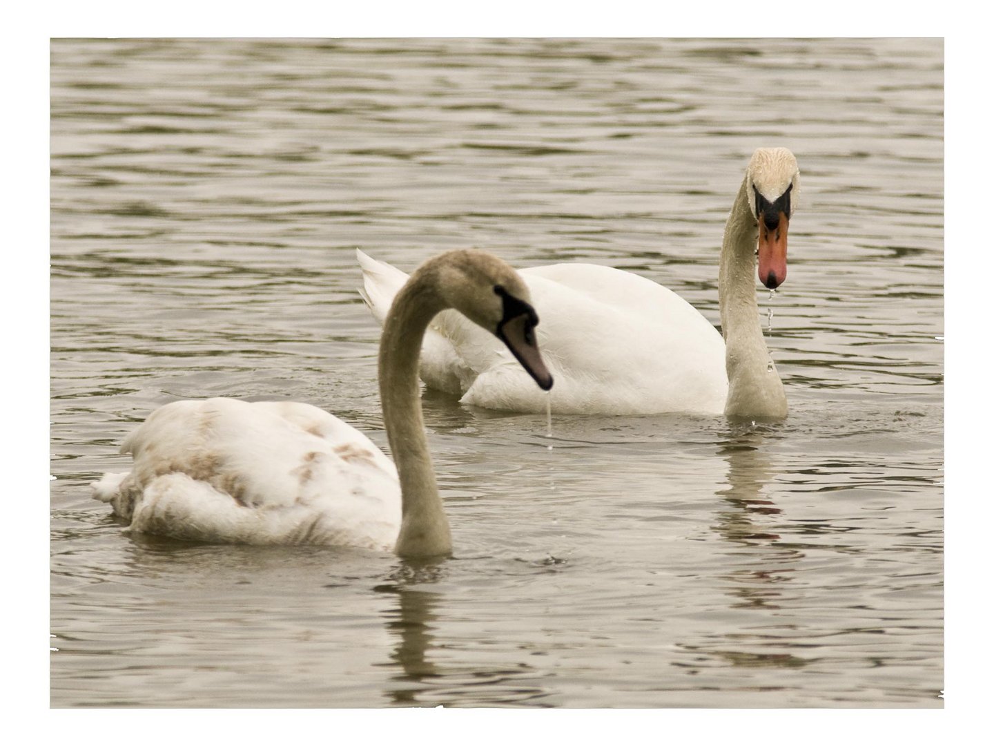 Familie Schwan