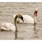 Familie Schwan