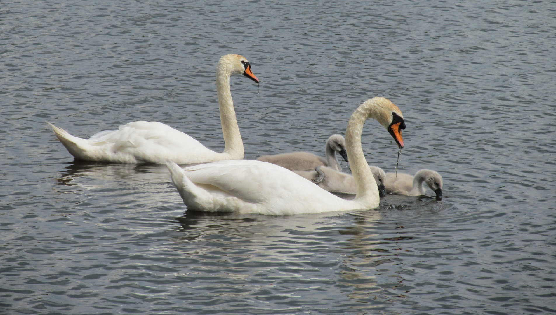 Familie  Schwan ....