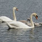 Familie  Schwan ....