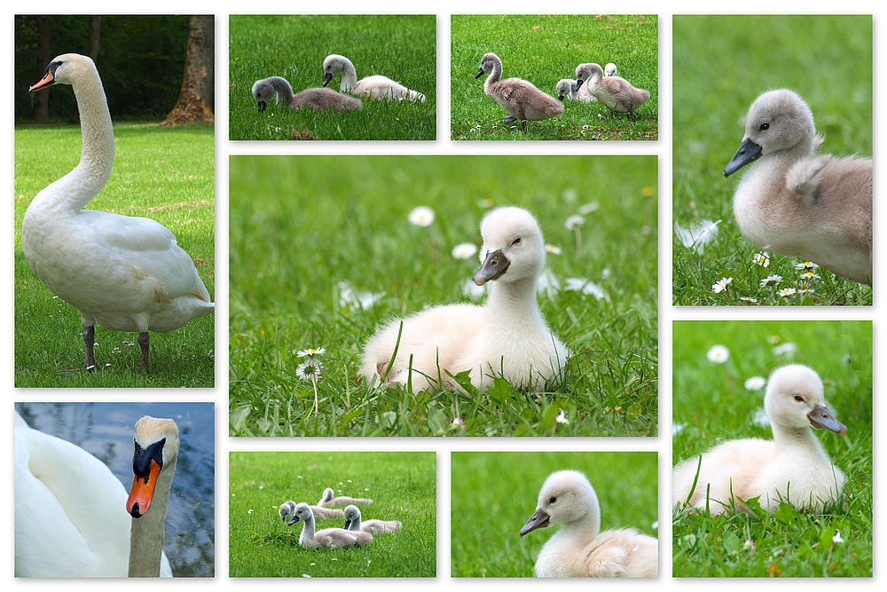 Familie Schwan