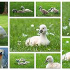 Familie Schwan