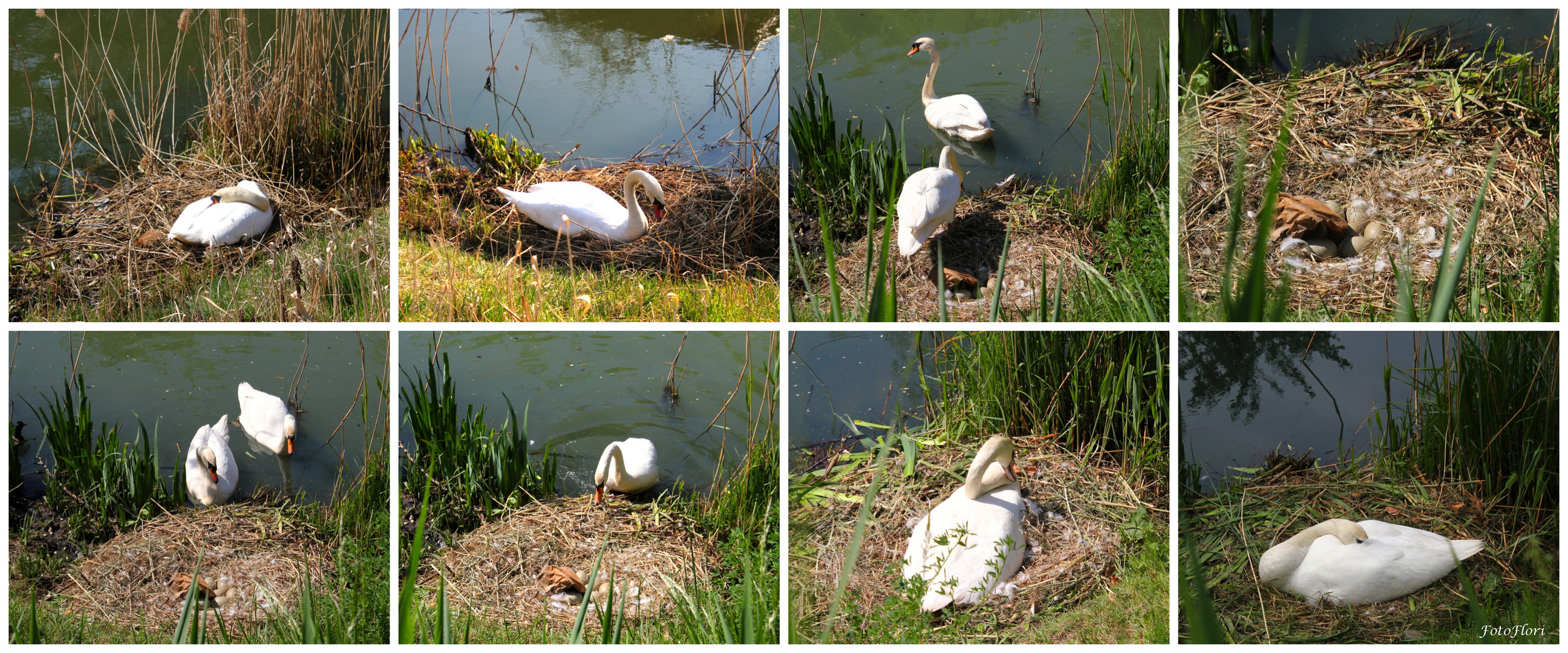 Familie Schwan