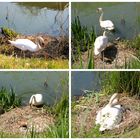 Familie Schwan