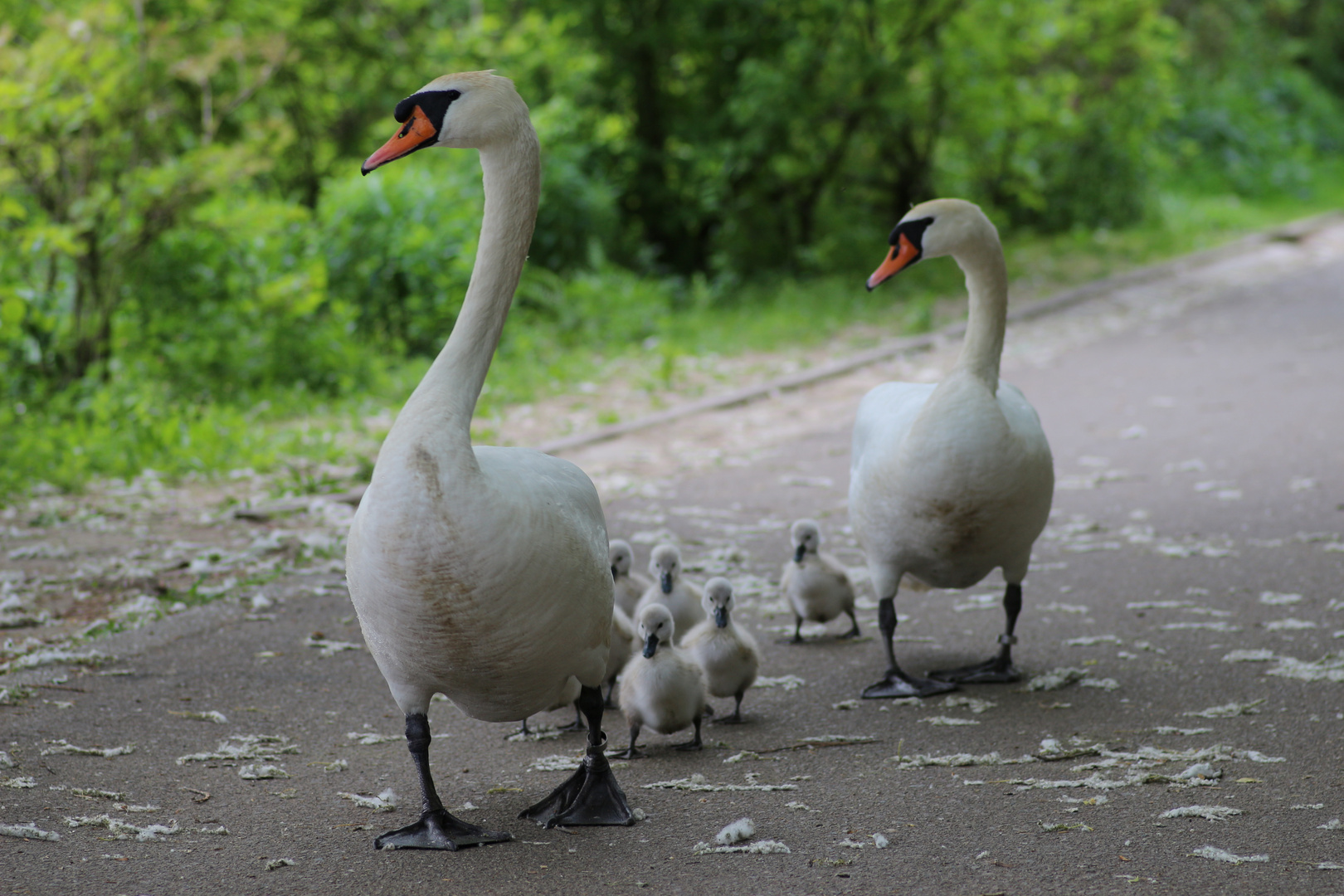 Familie Schwan 2