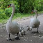 Familie Schwan 2