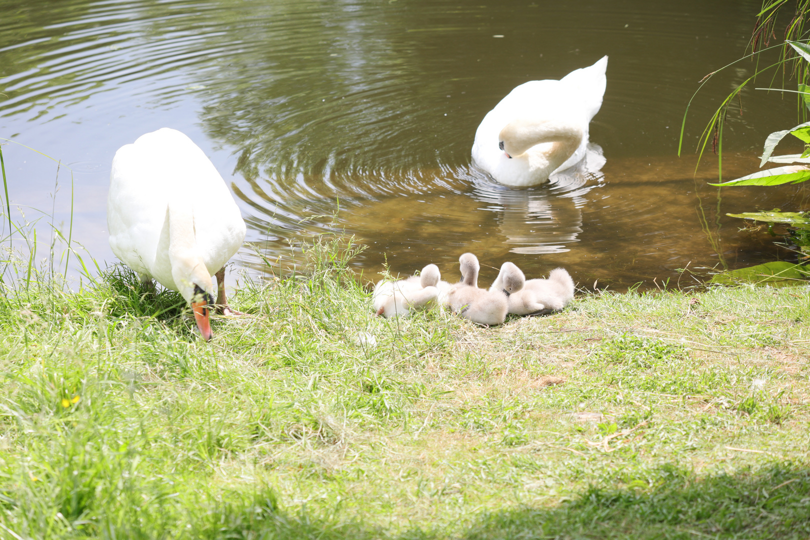 Familie Schwan