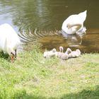 Familie Schwan