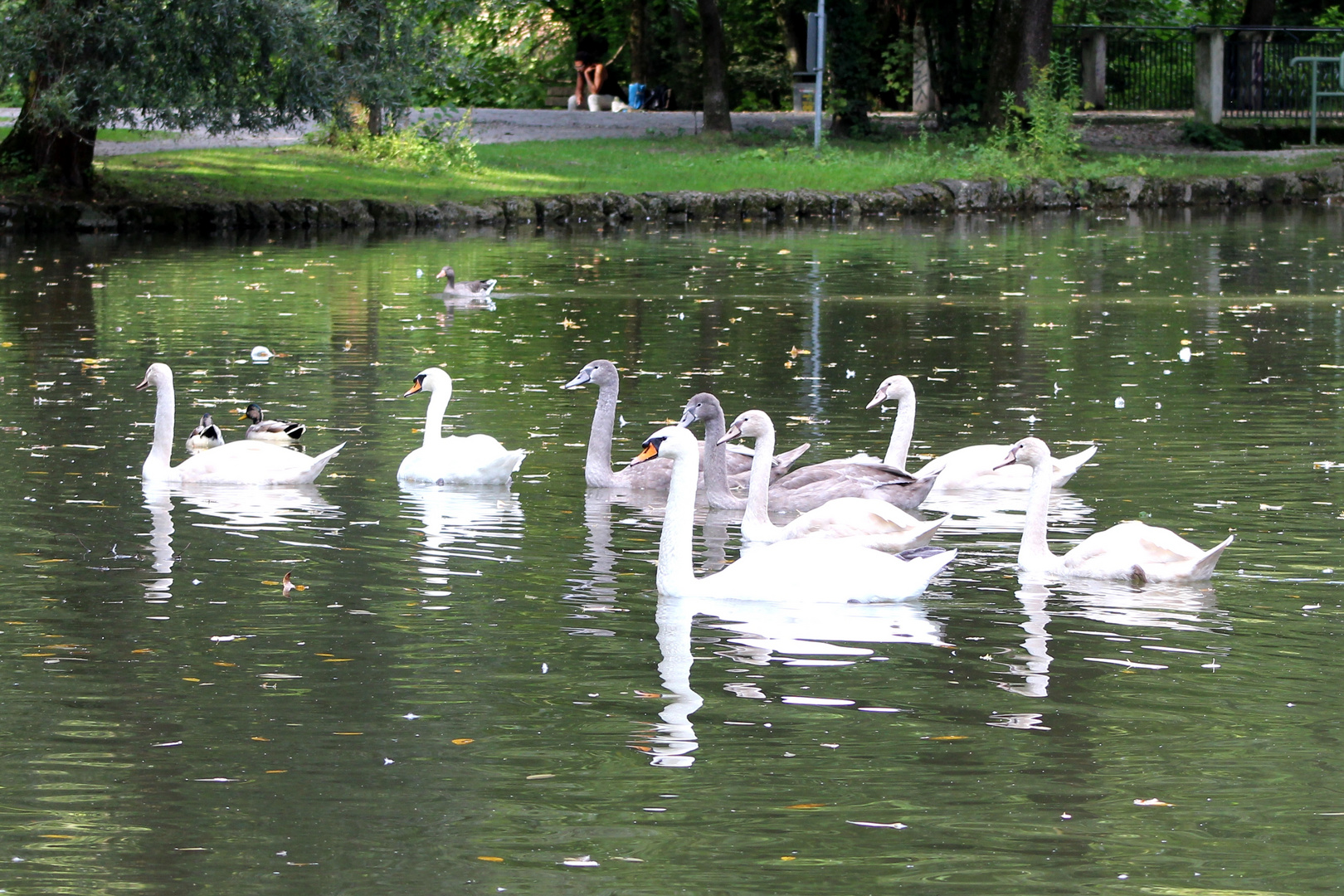 Familie Schwan 2018