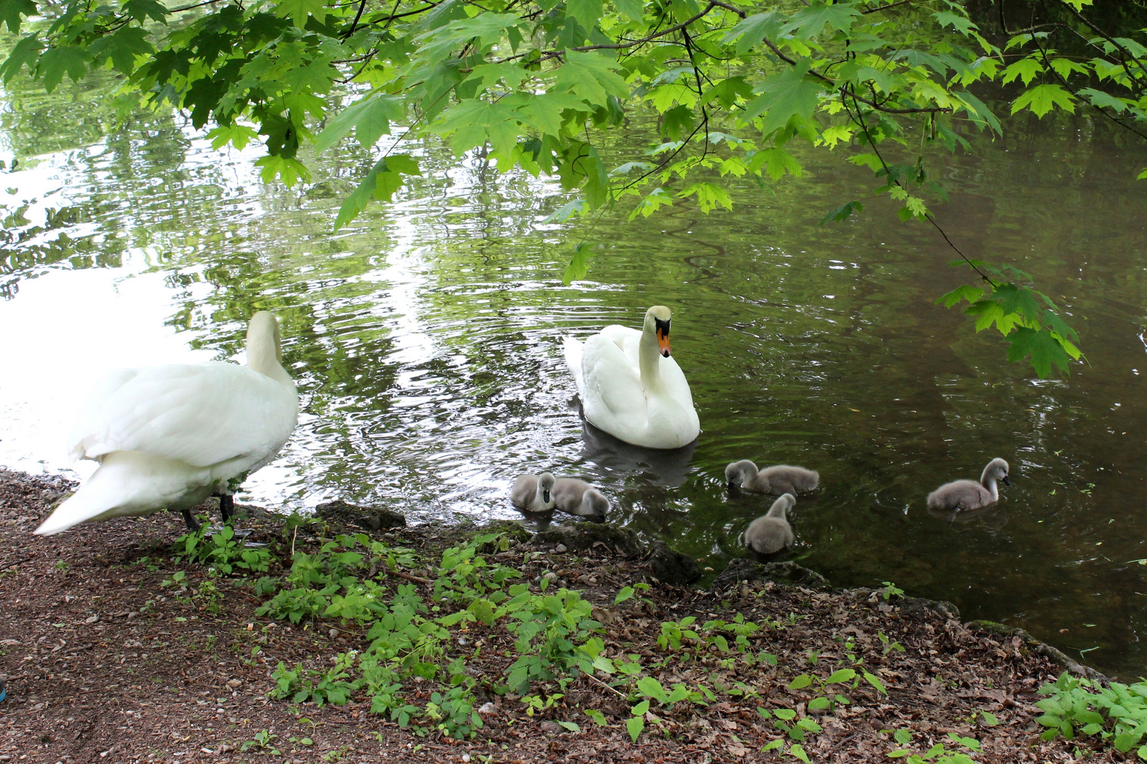 Familie Schwan 2019