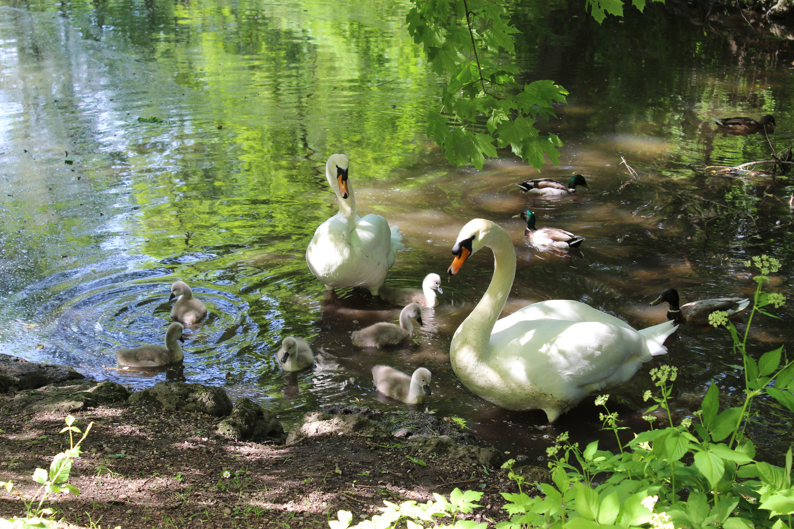 Familie Schwan 2022