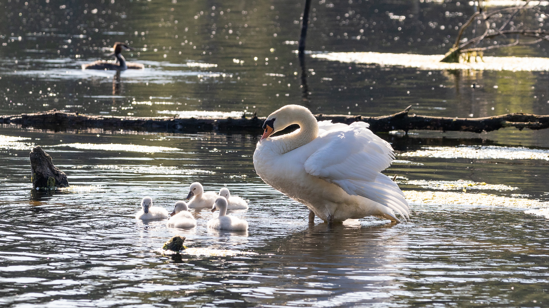 Familie Schwan...